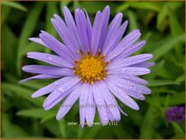 Aster 'Mittelmeer'