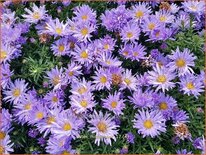 Aster 'Mittelmeer'