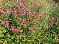 Aster novae-angliae &#39;Andenken an Alma Pötschke&#39;