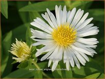 Aster novae-angliae &#39;Herbstschnee&#39;