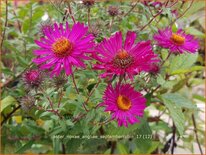 Aster novae-angliae &#39;Septemberrubin&#39;