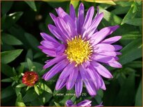 Aster 'Samoa'