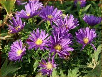 Aster 'Samoa'