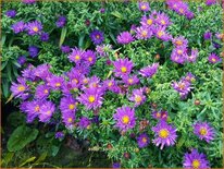 Aster 'Samoa'