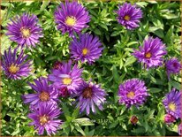 Aster 'Samoa'