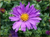 Aster 'Samoa'