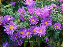 Aster 'Samoa'