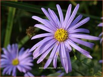 Aster thomsonii