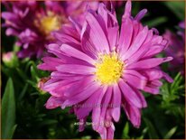 Aster 'Tonga'