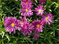 Aster 'Tonga'