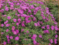 Aster 'Tonga'