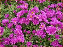 Aster 'Tonga'