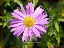 Aster 'Wachsenburg'