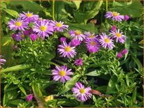 Aster 'Wachsenburg'