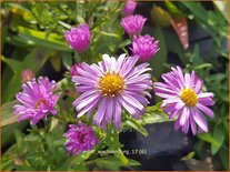 Aster 'Wachsenburg'