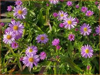 Aster 'Wachsenburg'