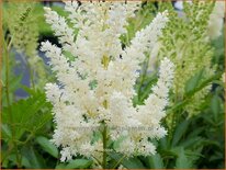 Astilbe &#39;Weiße Gloria&#39;