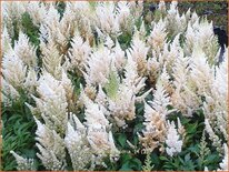 Astilbe &#39;Weiße Gloria&#39;