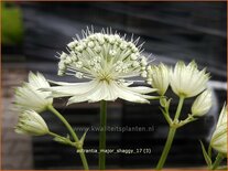 Astrantia major &#39;Shaggy&#39;