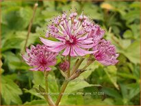 Astrantia major 'Sparkling Stars Pink'