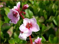 Bergenia &#39;Harzkristall&#39;