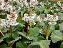 Bergenia &#39;Jelle&#39;