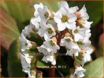 Bergenia &#39;Jelle&#39;