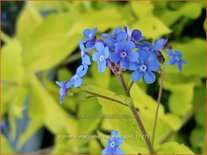 Brunnera macrophylla &#39;Diane&#39;s Gold&#39;