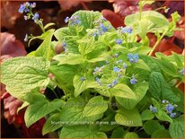 Brunnera macrophylla &#39;Diane&#39;s Gold&#39;