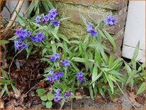 Buglossoides purpurocaerulea