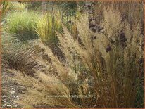 Calamagrostis brachytricha