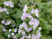 Calamintha nepeta