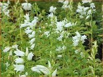 Campanula latifolia &#39;Alba&#39;