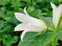 Campanula latifolia &#39;Alba&#39;