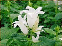 Campanula latifolia &#39;Alba&#39;