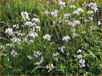 Cardamine pratensis