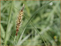 Carex flacca &#39;Blue Zinger&#39;