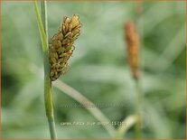 Carex flacca &#39;Blue Zinger&#39;