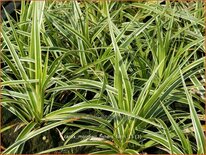 Carex morrowii 'Fisher's Form'