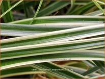 Carex oshimensis 'Evercream'