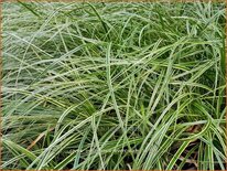 Carex oshimensis 'Evercream'