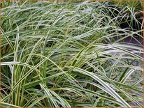 Carex oshimensis 'Evercream'