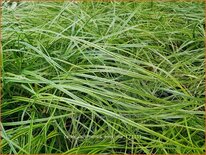 Carex oshimensis &#39;Everlime&#39;