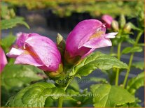 Chelone obliqua 'Pink Turtle'