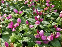 Chelone obliqua 'Pink Turtle'