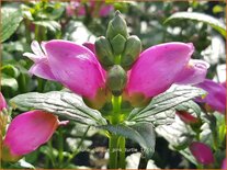 Chelone obliqua 'Pink Turtle'