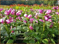 Chelone obliqua 'Pink Turtle'