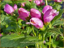 Chelone obliqua 'Pink Turtle'