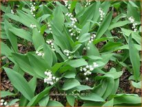 Convallaria majalis