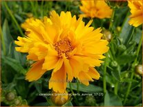 Coreopsis grandiflora &#39;Early Sunrise&#39;